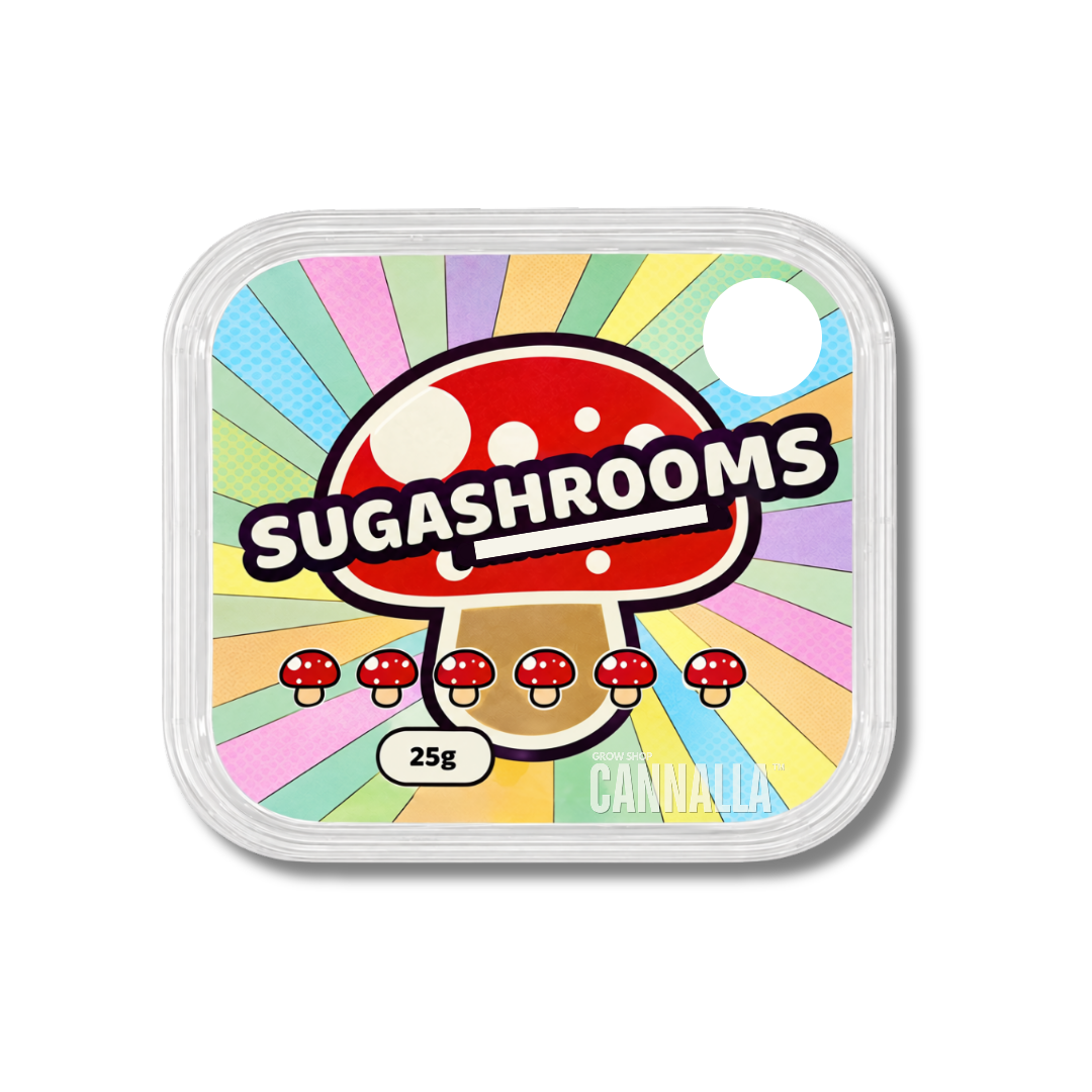 ESCLEROCIOS FRESCOS "SUGASHROOMS"