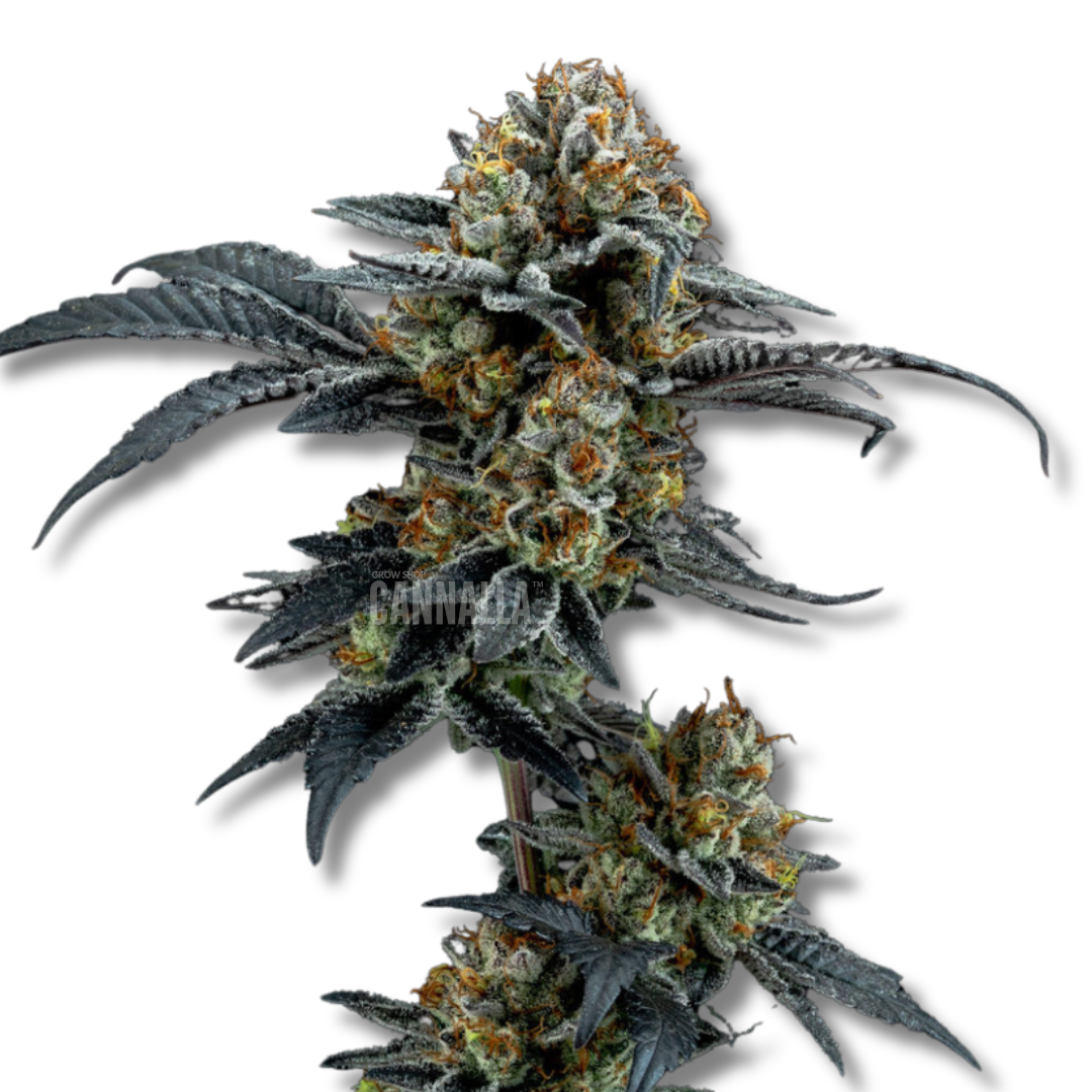 CANNALLA SEEDS "GIRL SCOUT COOKIES"