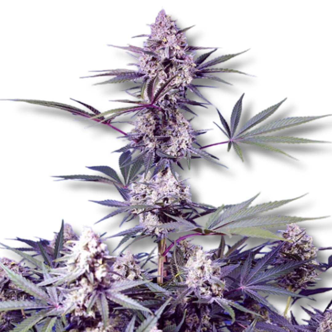 SWEET SEEDS "MENTAL RAINBOW F1 FAST VERSION"