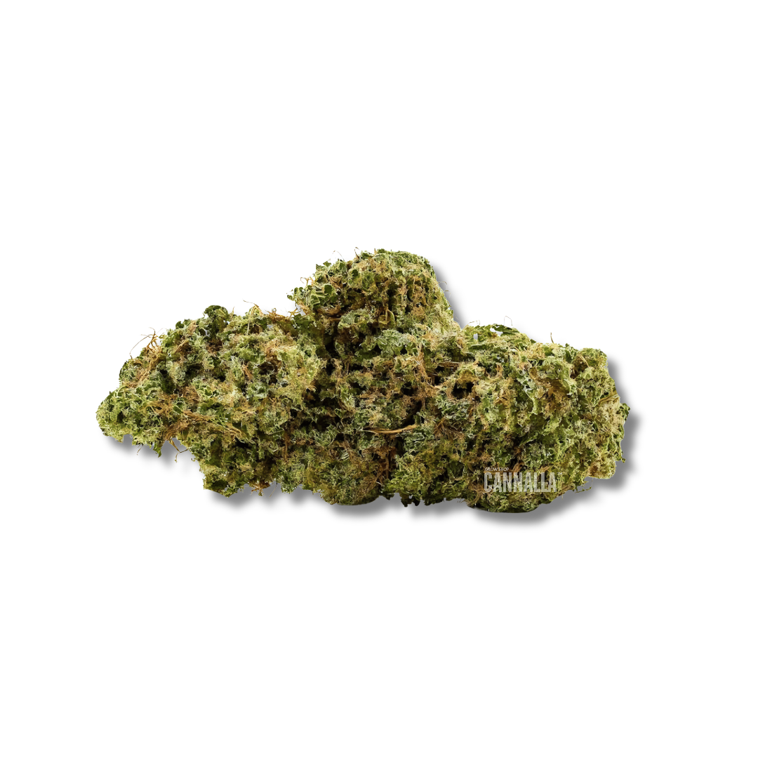 CHEESE HAZE CBD