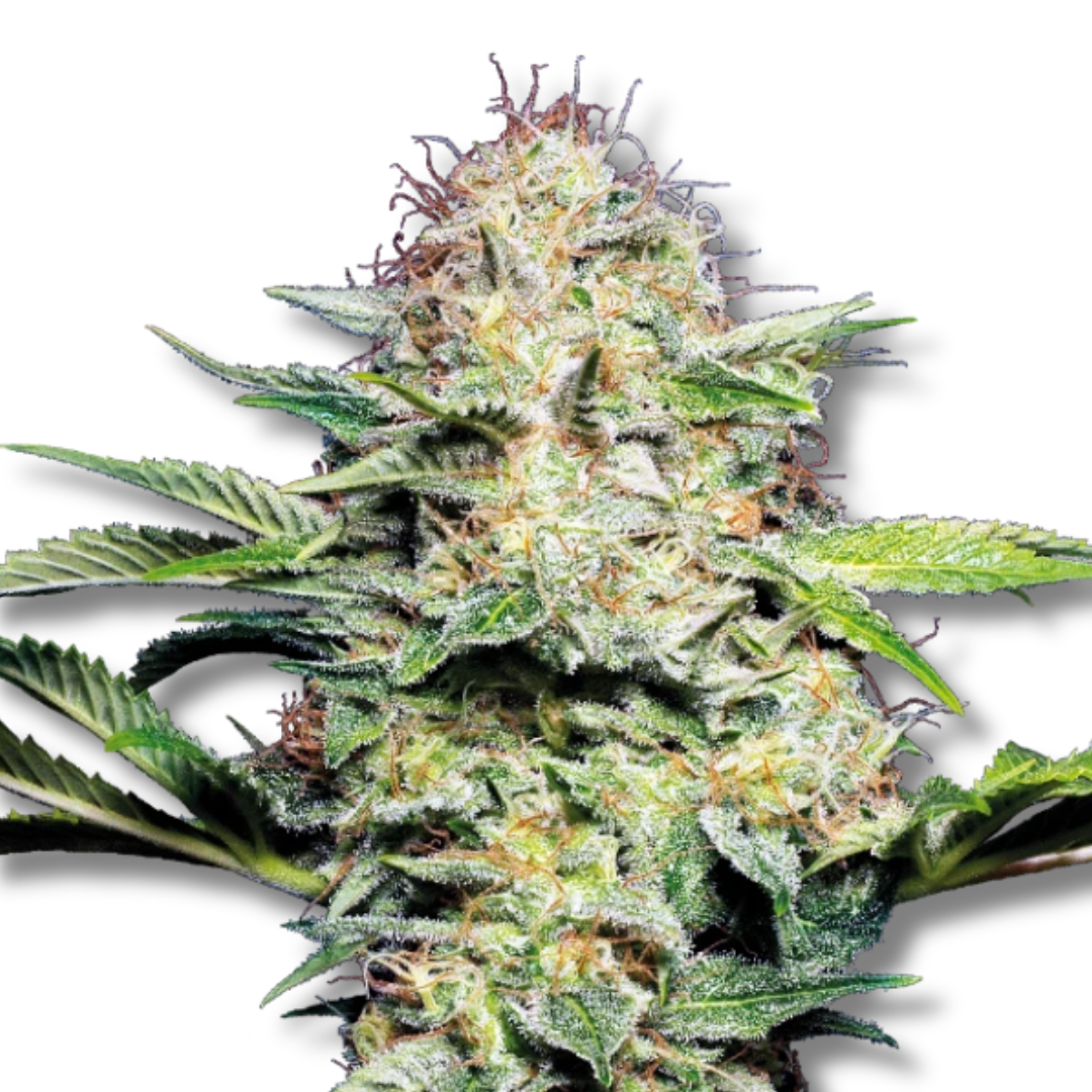 SENSI SEEDS "SENSI SKUNK AUTO"
