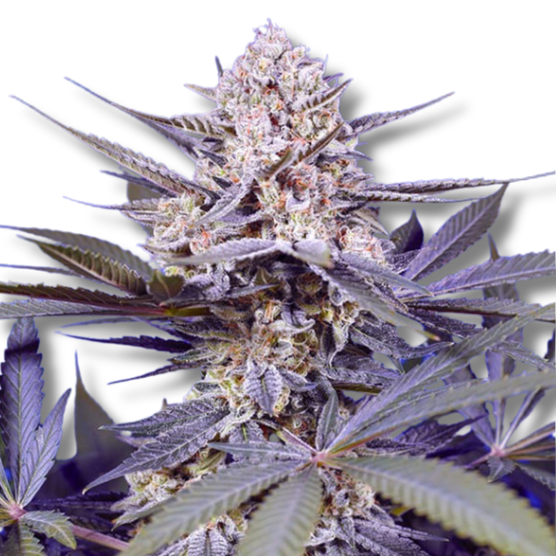 SWEET SEEDS "PINEAPPLE SLUSH XL AUTO"