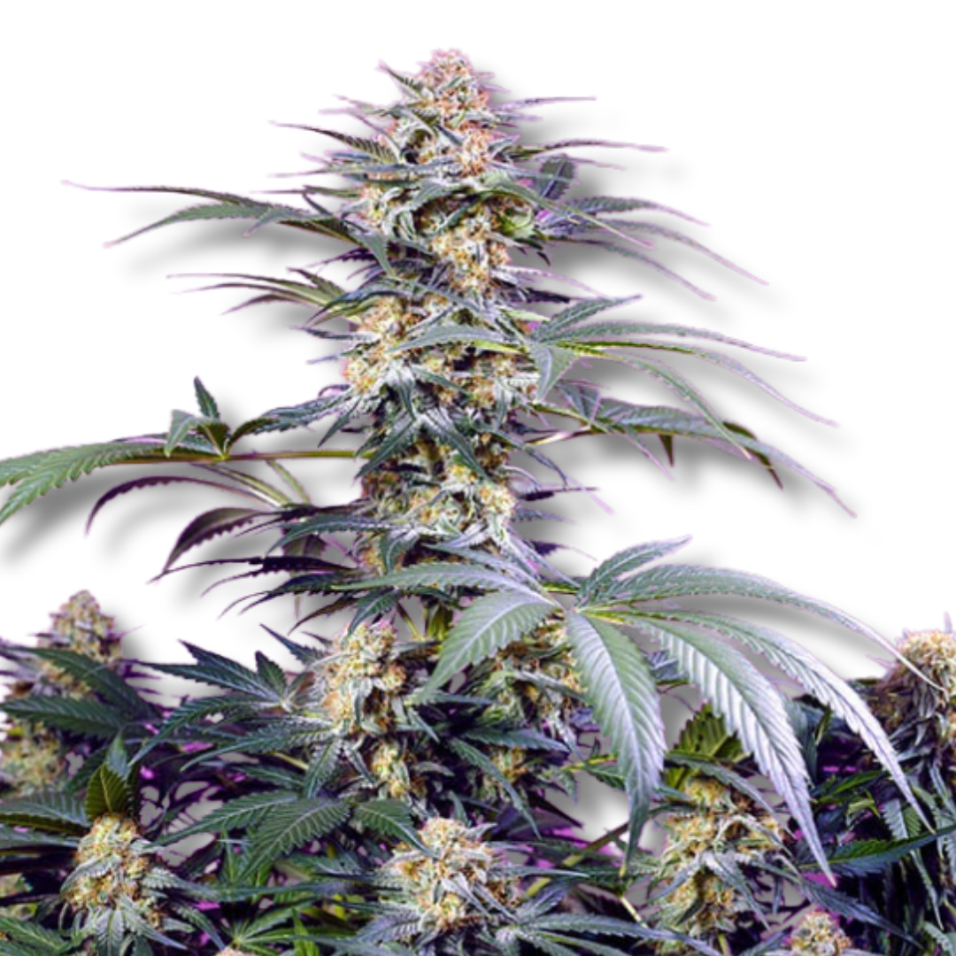 SWEET SEEDS "MONSTER MAKER"