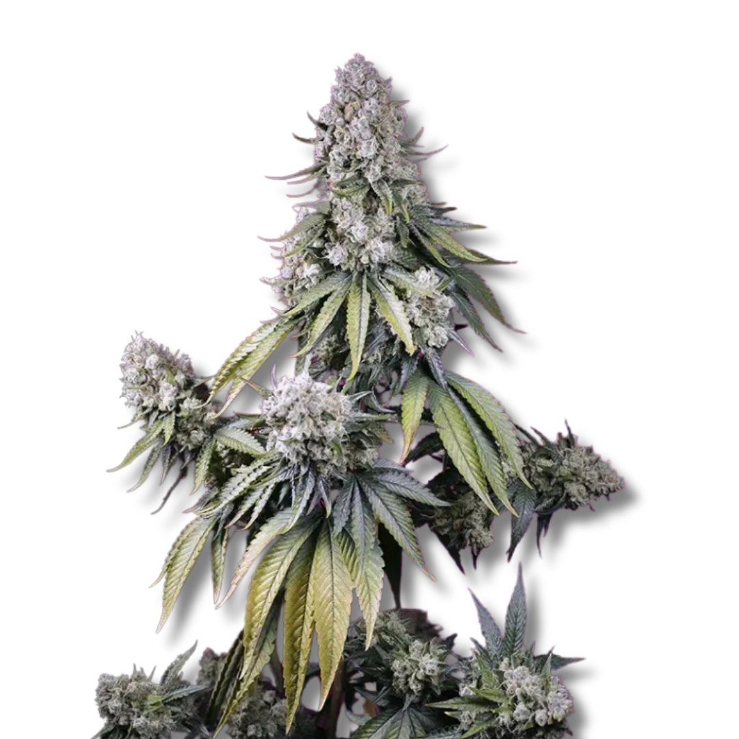 SWEET SEEDS "JEALOUSY Z XL AUTO"