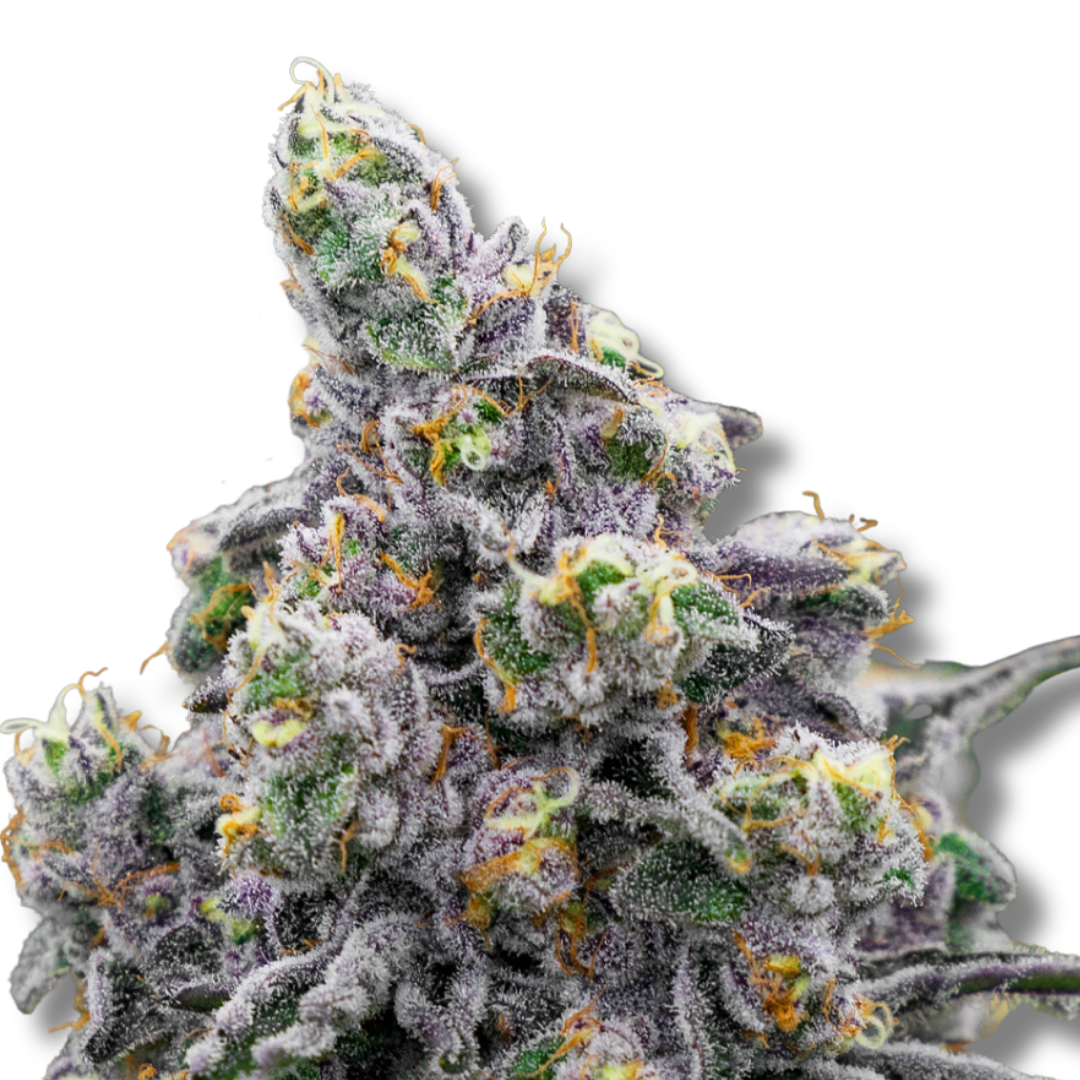 ANESIA SEEDS "PISTACHIO SNOW CREAM"