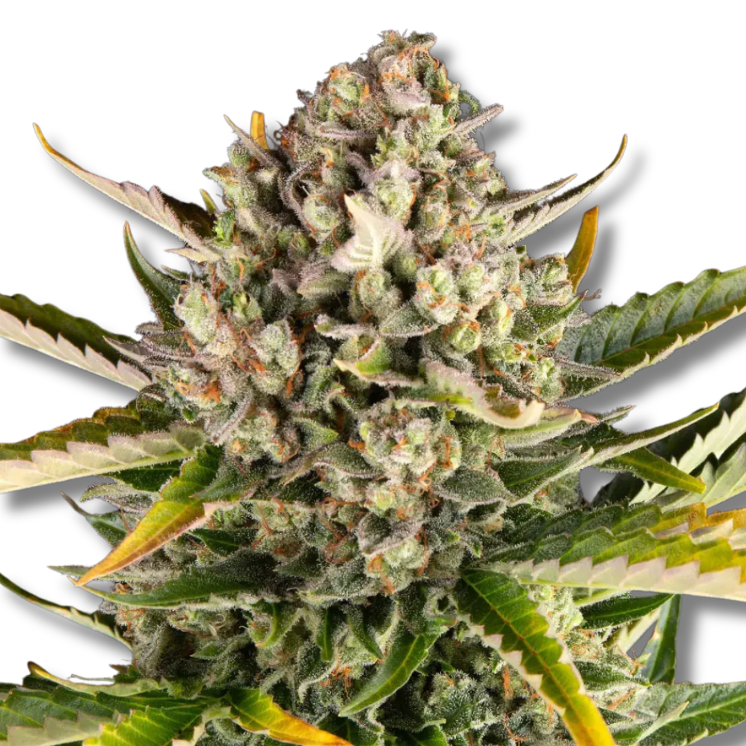 BARNEY'S FARM "STRAWBERRY CHEESECAKE AUTO"