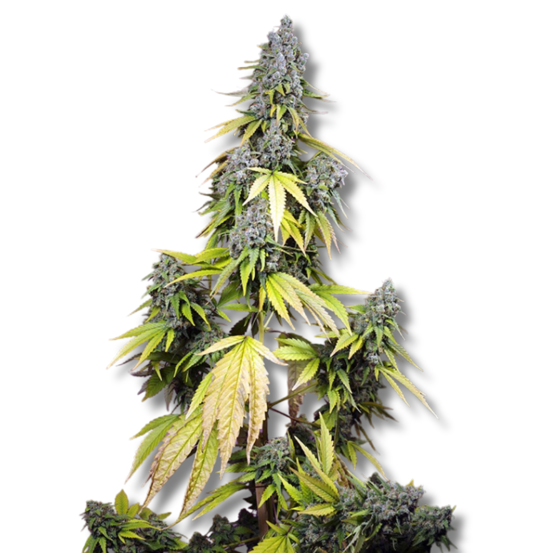 SWEET SEEDS "JET FUEL MANDARINE XL AUTO"