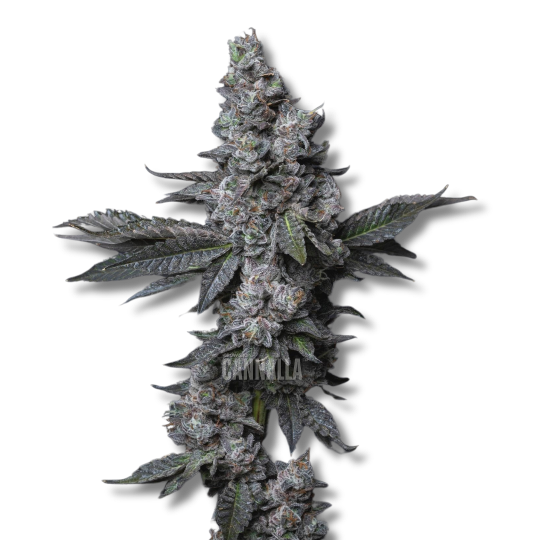 CANNALLA SEEDS "BURGER"