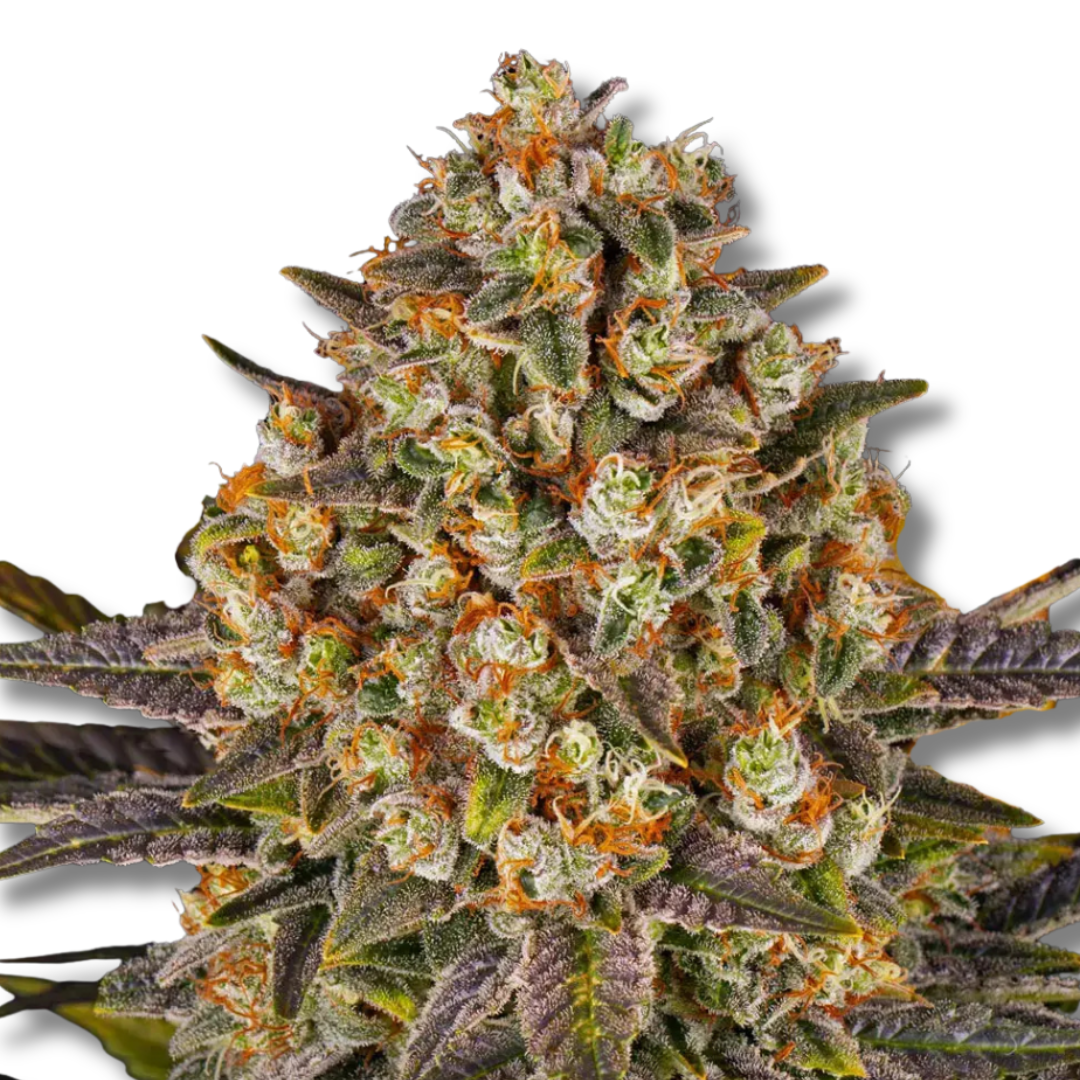 BARNEY'S FARM "BANANA PUNCH"