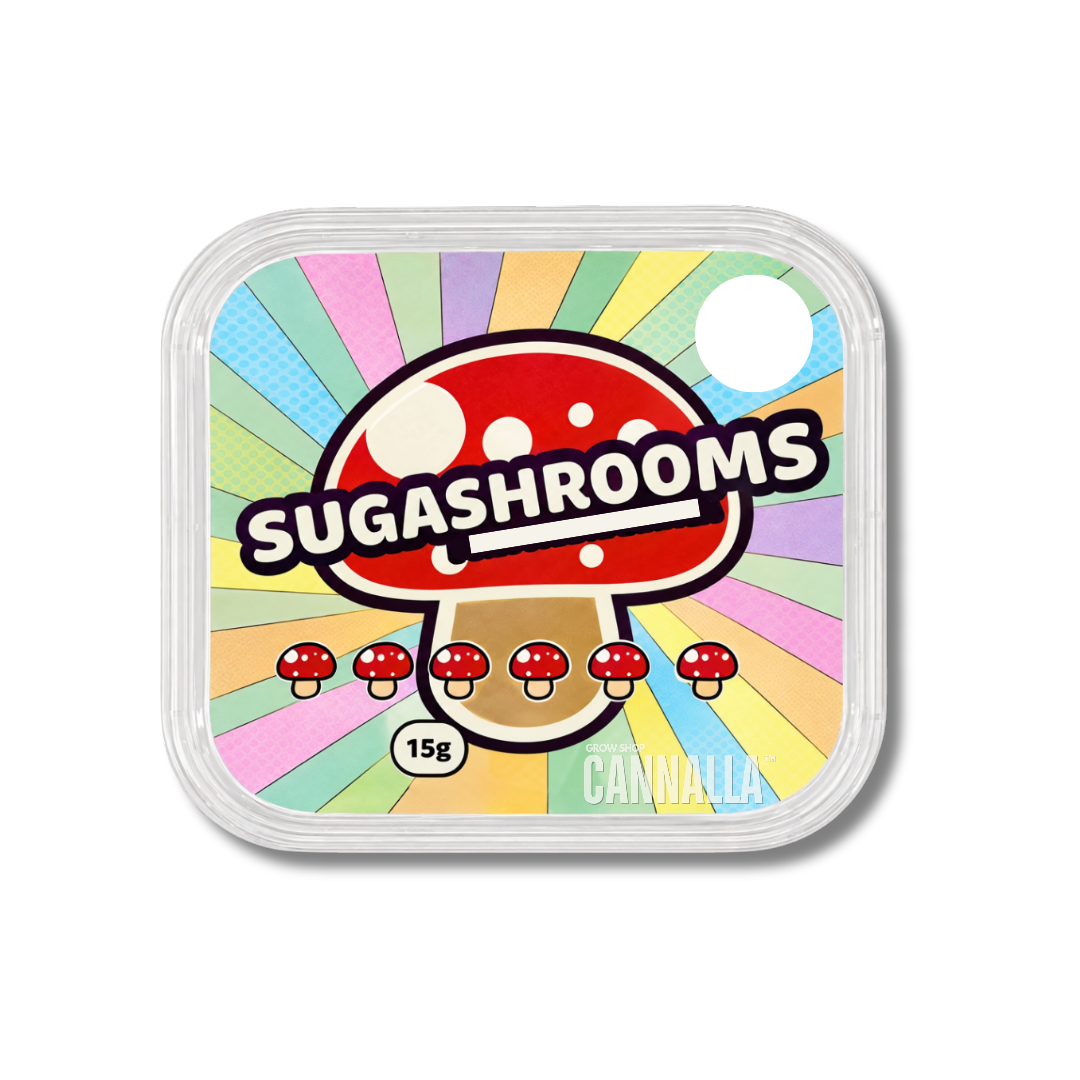 ESCLEROCIOS FRESCOS "SUGASHROOMS"