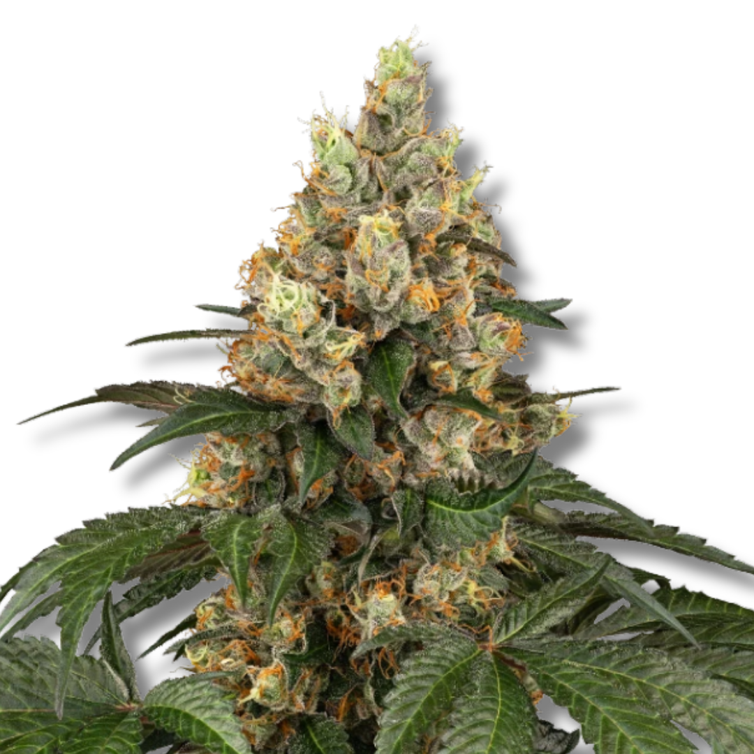 SENSI SEEDS "CHOCOLATE RAINBOW XXL"