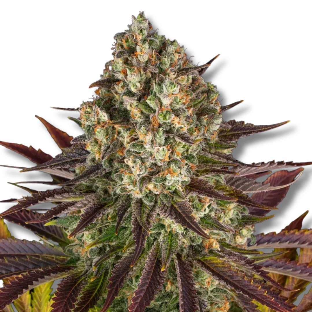 BARNEY'S FARM "BISCOTTI"
